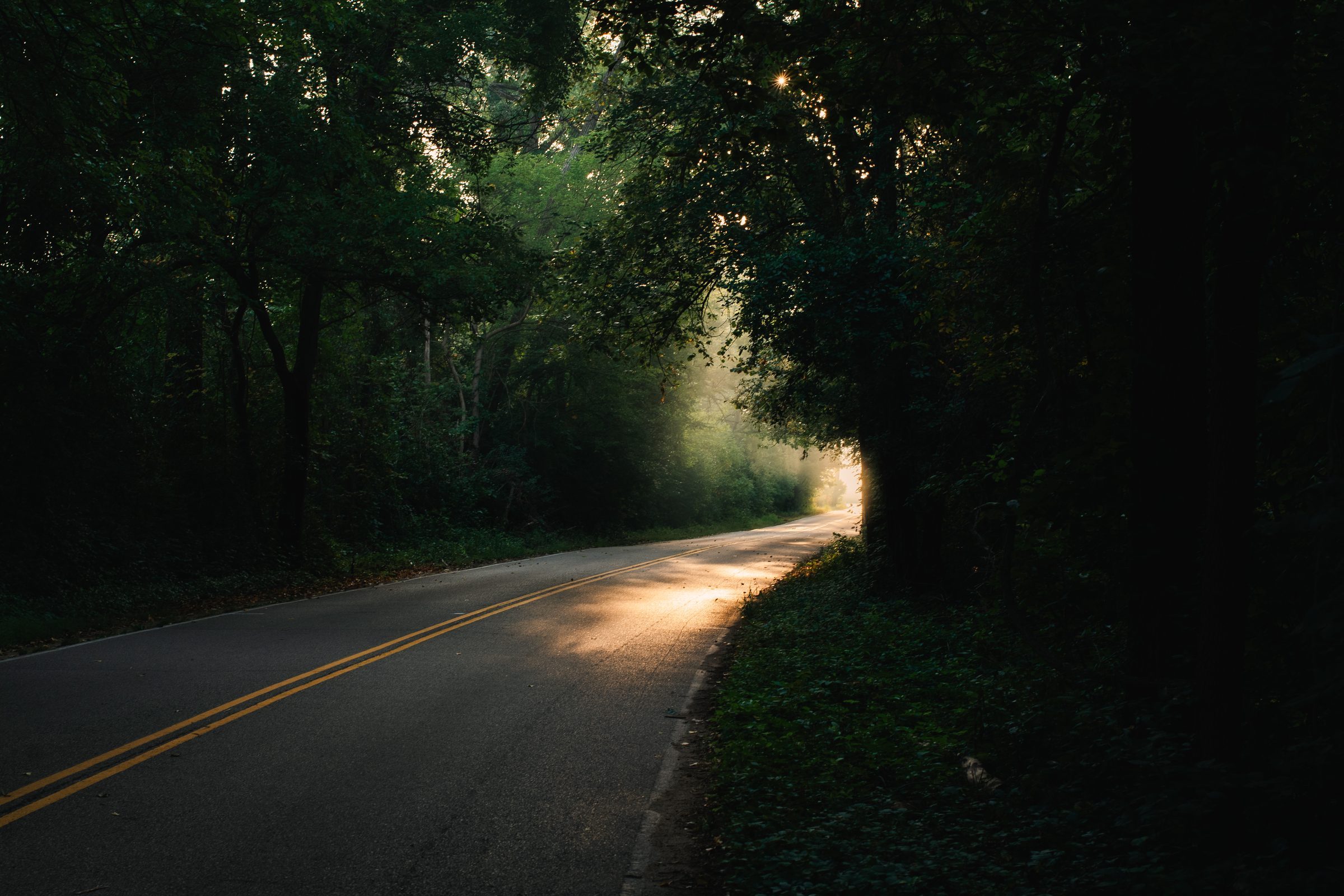 A two-lane road curving into a dark tunnel of trees, with early sunlight breaking through the haze and falling across the pavement.