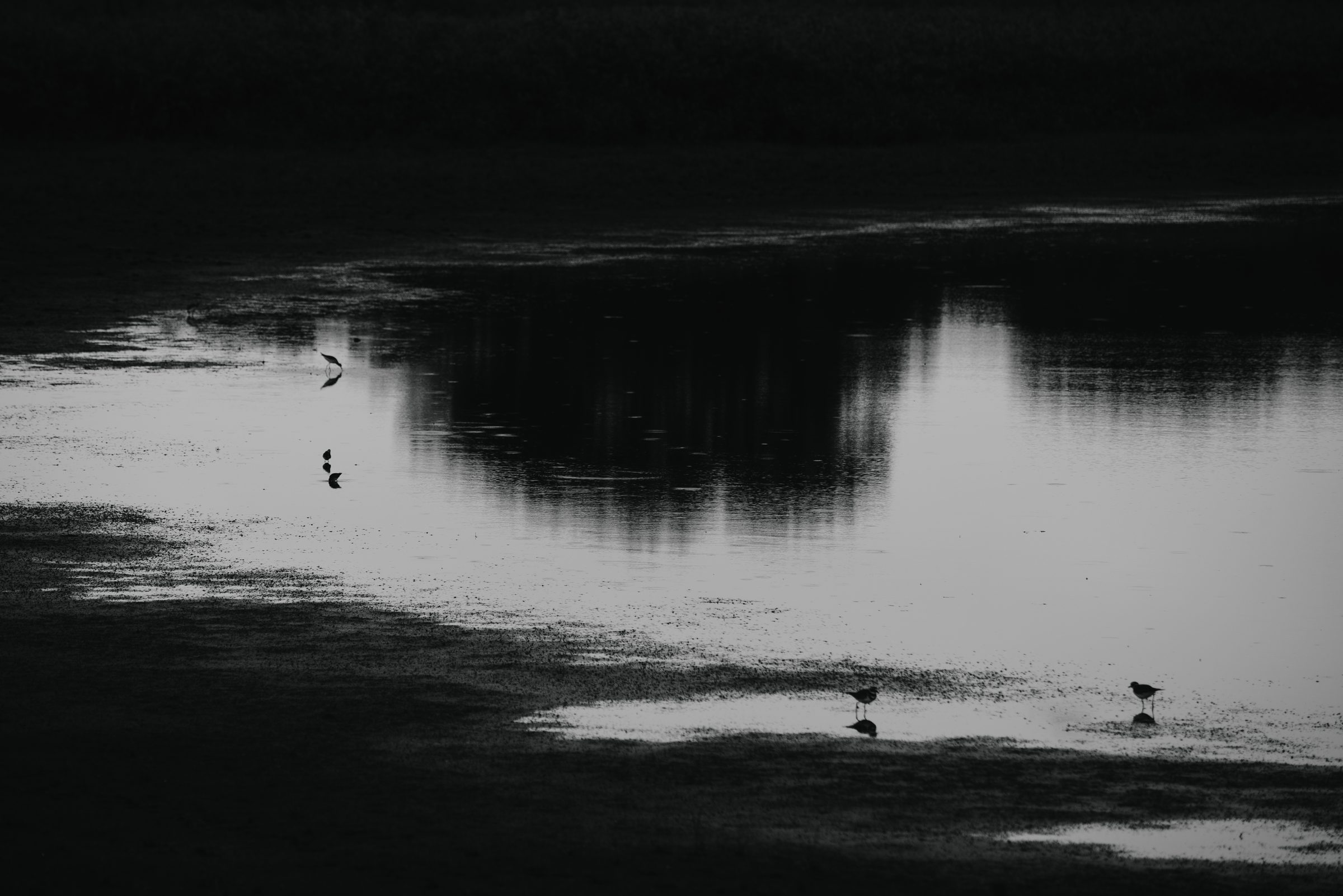 Black-and-white view of shallow, dark water reflecting a tree line, with a few small shorebirds wading along bright patches of the surface.